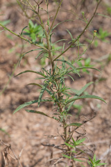Croptilon hookerianum