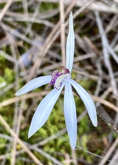 Caladenia saccharata
