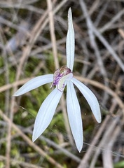 Caladenia saccharata