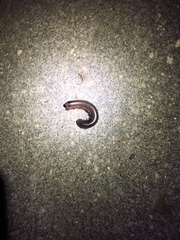 Narceus americanus