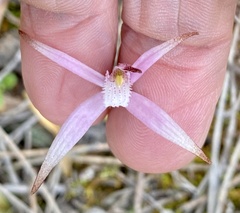 Caladenia hirta rosea