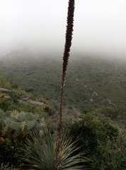 Dasylirion cedrosanum