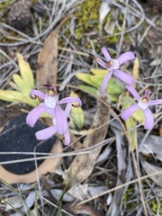 Caladenia hirta rosea