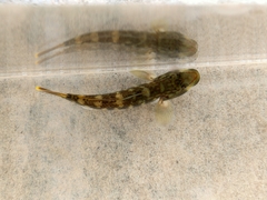 Rhinogobius brunneus