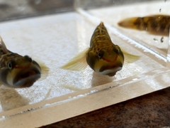 Rhinogobius brunneus