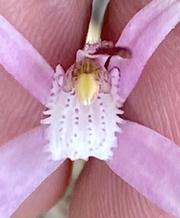 Caladenia hirta rosea