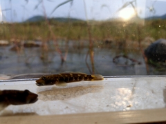 Rhinogobius brunneus