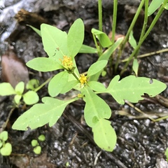 Bidens discoidea