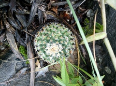 Mammillaria chionocephala