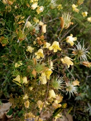 Clematis aethusifolia