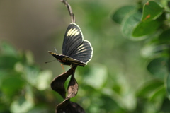 Chlosyne ehrenbergii