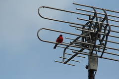 Pyrocephalus rubinus