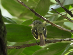Tolmomyias