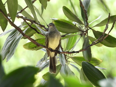 Myiarchus panamensis