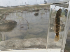 Rhinogobius brunneus