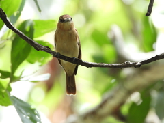 Pachyramphus cinnamomeus