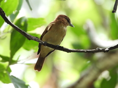 Pachyramphus cinnamomeus