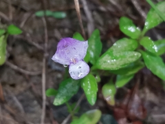 Torenia asiatica