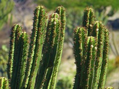 Myrtillocactus schenckii