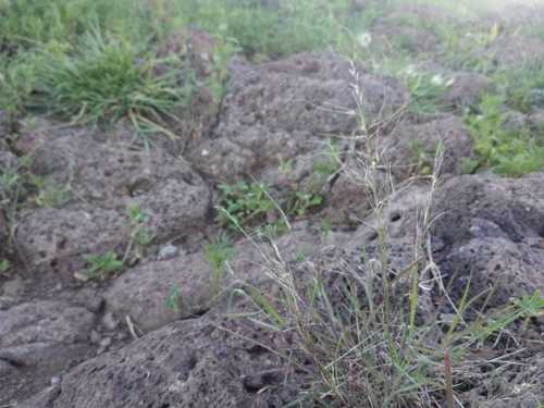 Muhlenbergia tenuifolia observed 2020-08-20