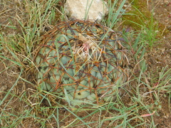 Coryphantha poselgeriana