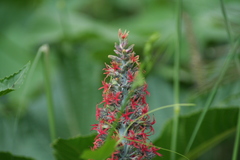 Ricinus communis