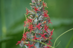 Ricinus communis