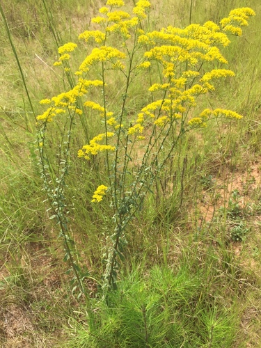 Gray goldenrod (Solidago nemoralis)