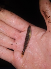 Percina nigrofasciata