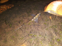 Percina nigrofasciata