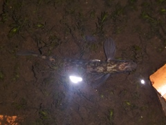 Percina nigrofasciata