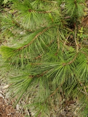 Pinus chiapensis