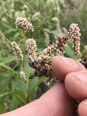 Sphacelotheca polygoni-serrulati