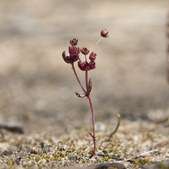 Crassula closiana