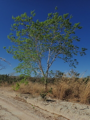 Pterodon emarginatus