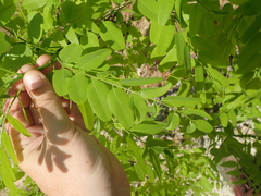 Pterodon emarginatus