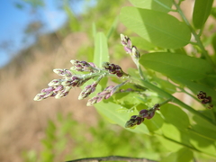 Pterodon emarginatus