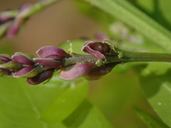 Pterodon emarginatus