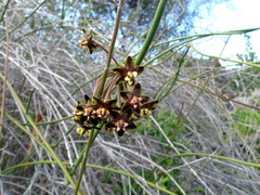 Funastrum angustissimum