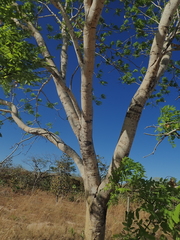 Pterodon emarginatus