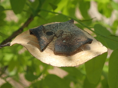 Pterodon emarginatus