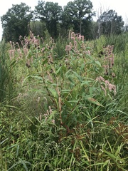 Sphacelotheca polygoni-serrulati