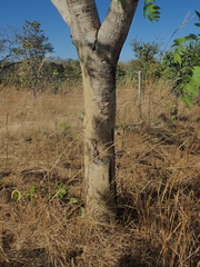 Pterodon emarginatus