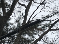 Sciurus vulgaris orientis