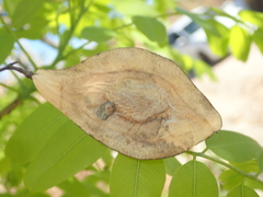 Pterodon emarginatus