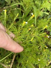 Tagetes filifolia image