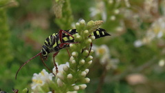 Placosternus difficilis