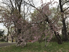Prunus sargentii