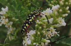 Placosternus difficilis