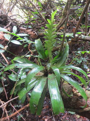 Tillandsia heliconioides